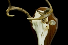Valgesaba hirv (sarved) / White tailed deer / Odocoileus virginianus