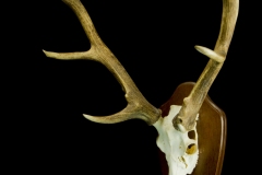 Tähnikhirv / Sika Deer / Cervus Nippon mantchuricus