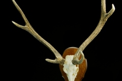 Rusa / Rusa Deer / Cervus timorensis