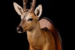 Siberi Metskits / Siberian roe deer / Capreolus pygargus