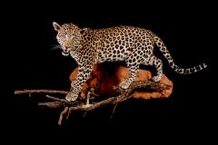 Leopard / Panthera pardus