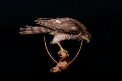 Raudkull / Sparrowhawk / Accipiter nisus