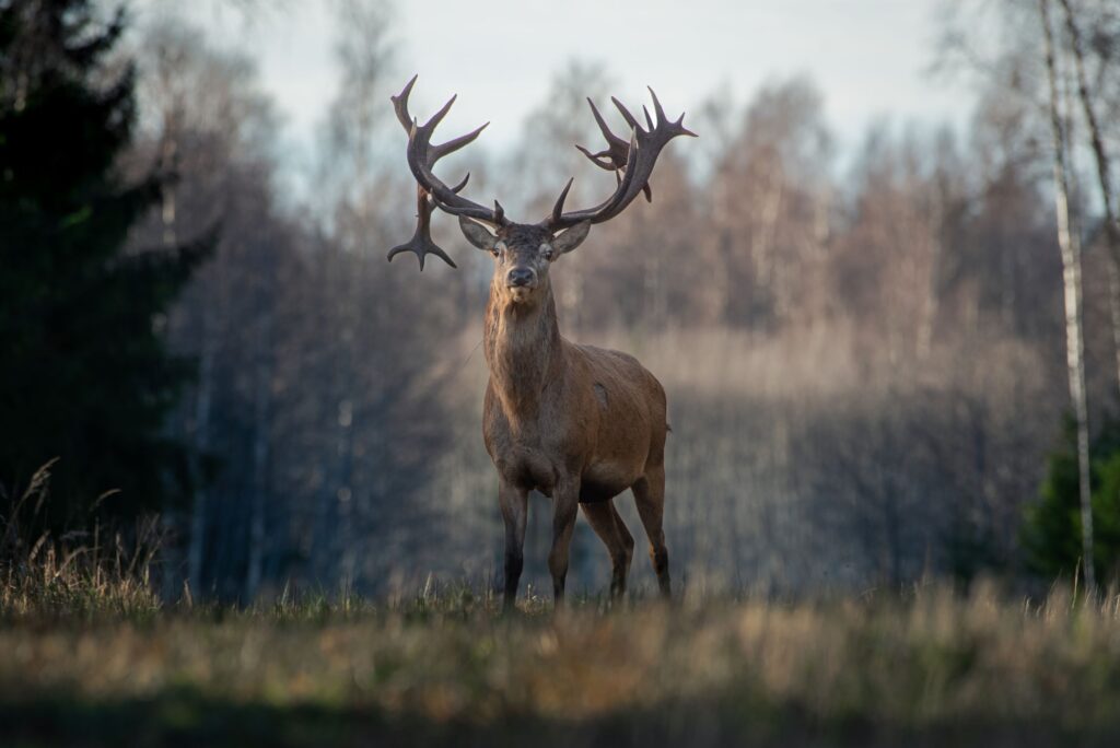 Hubert, the king of red deer at Toosikannu