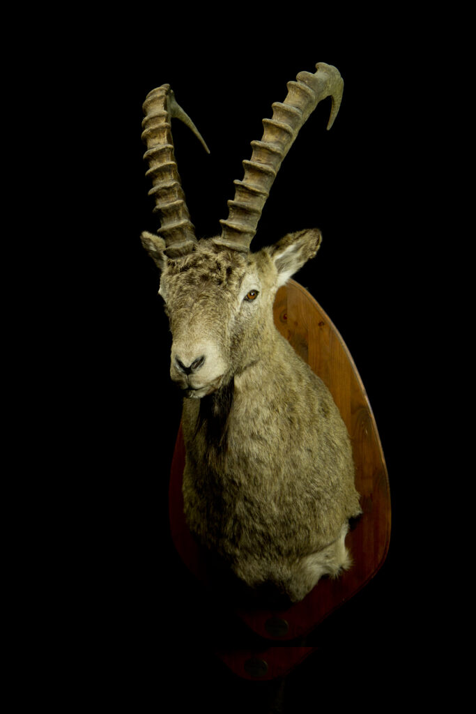 Siberian ibex_Trophy collection of mammals in Central Estonia_Toosikannu