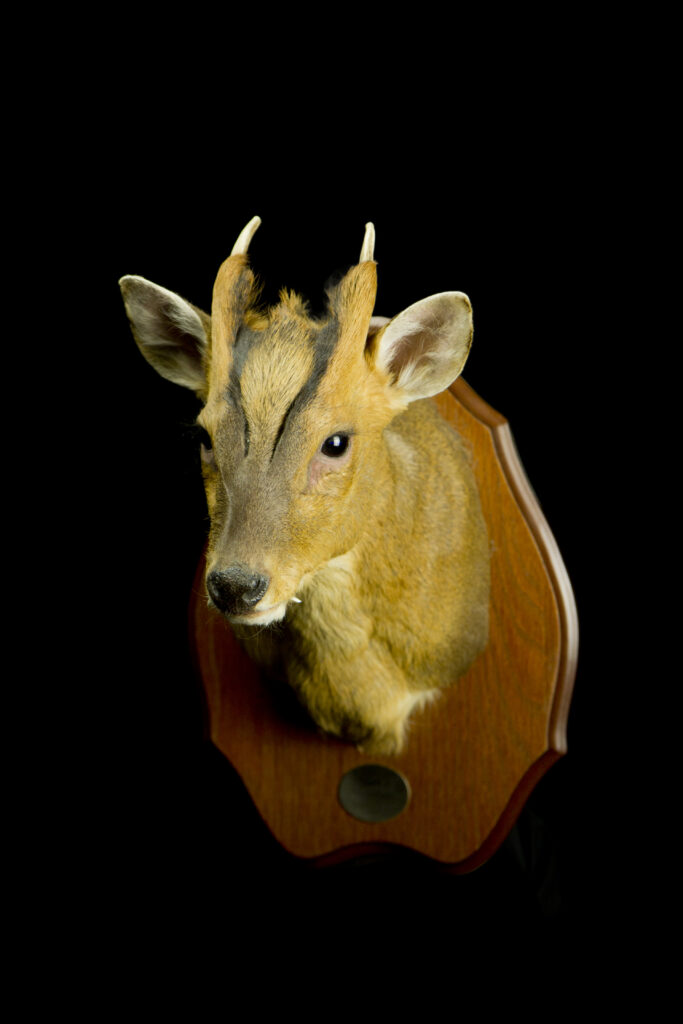 Muntjac_Trophy collection of deer in Central Estonia_Toosikannu
