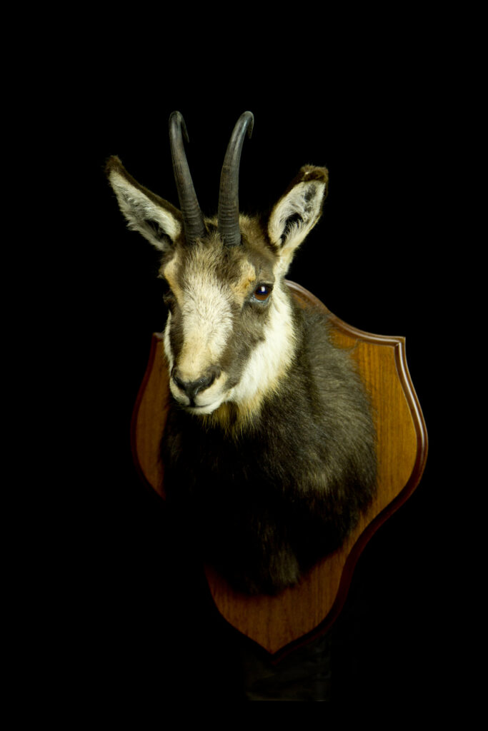 Chamois_Trophy collection of mammals in Central Estonia_Toosikannu