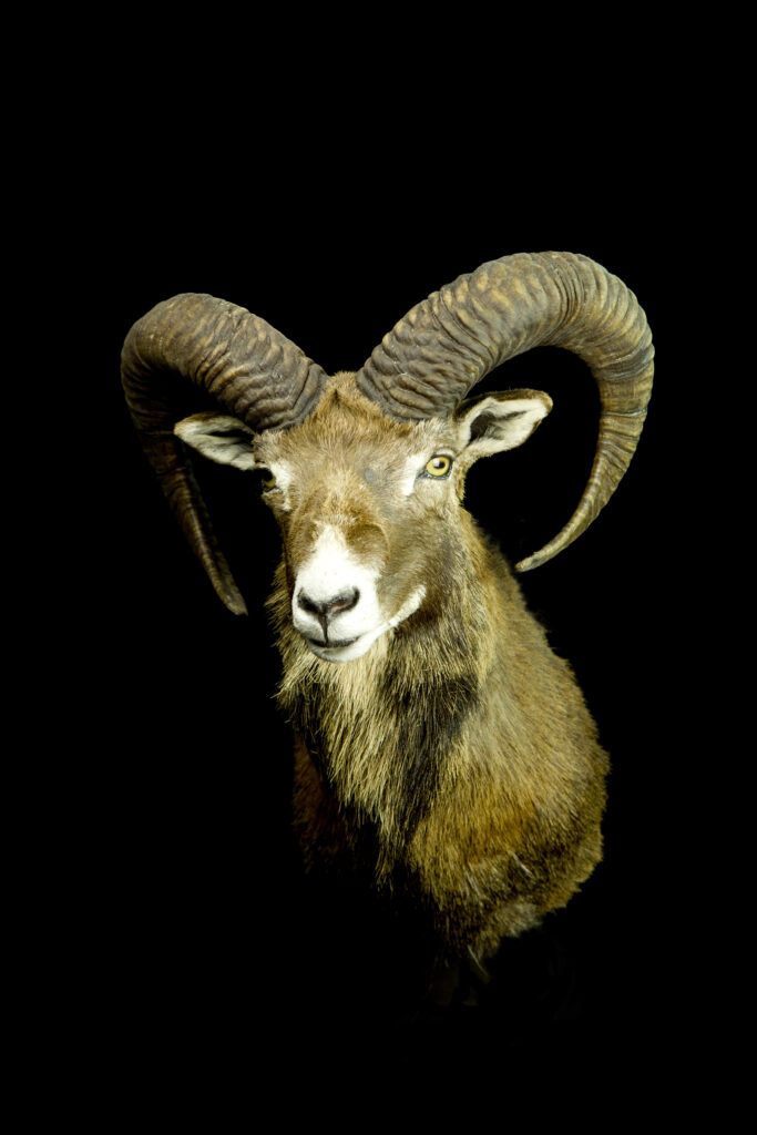 Mouflon_Trophy collection of mammals in Central Estonia_Toosikannu