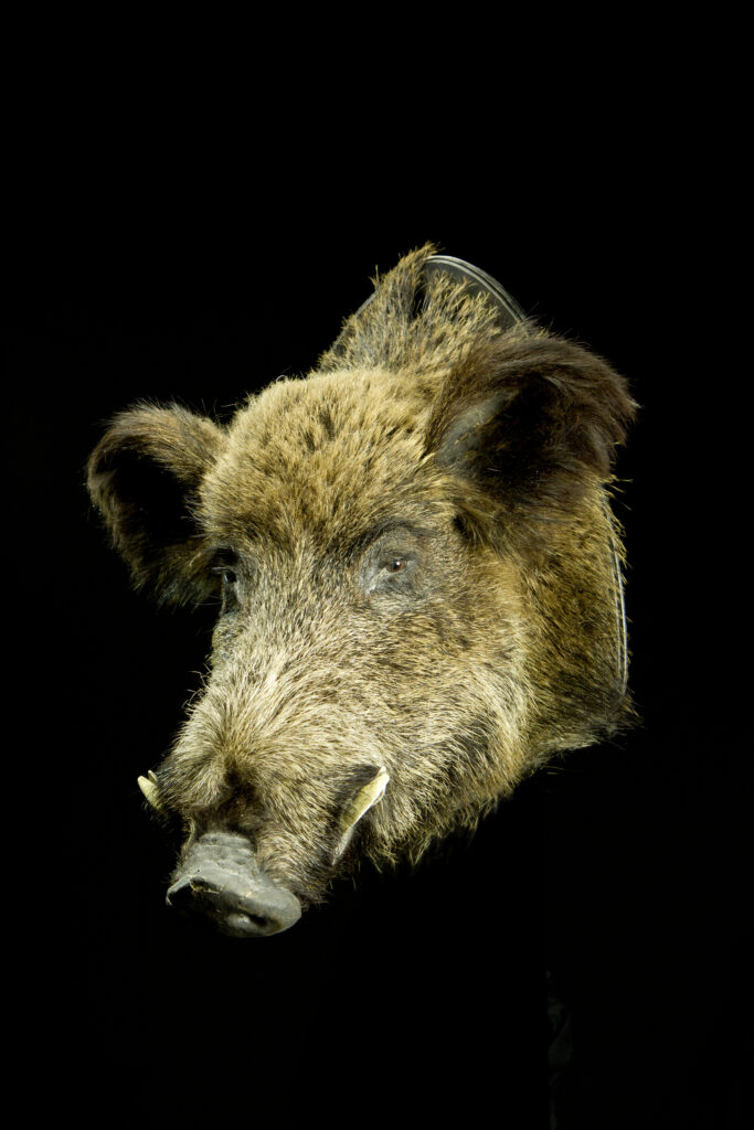 Wild boar_Trophy collection of mammals in Central Estonia_Toosikannu