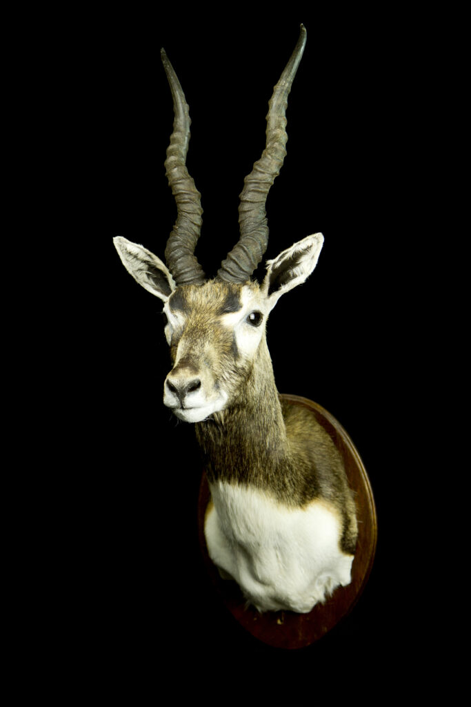 Blackbuck_Trophy collection of antelopes in Central Estonia_Toosikannu