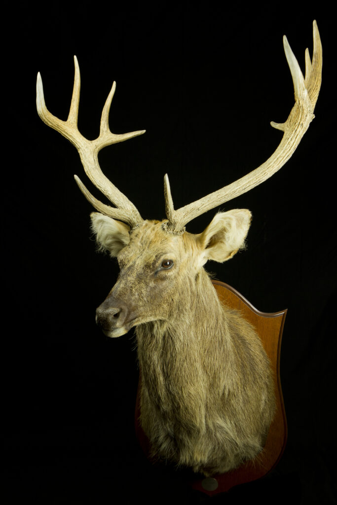 Barasingha_Trophy collection of deer in Central Estonia_Toosikannu