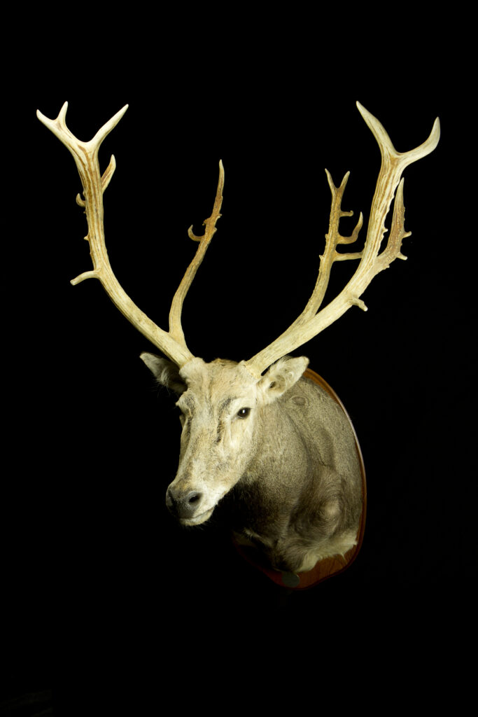Pere David's deer_Trophy collection of deer in Central Estonia_Toosikannu