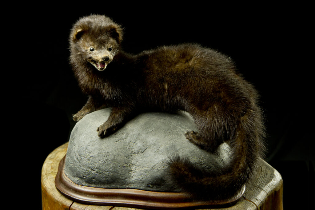 American mink_Trophy collection of mammals in Central Estonia_Toosikannu