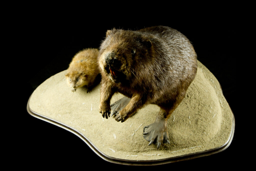 Beaver_Trophy collection of mammals in Central Estonia_Toosikannu