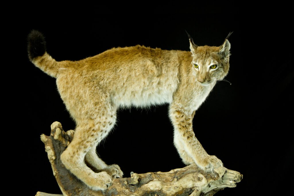 Lynx_Trophy collection of carnivorans in Central Estonia_Toosikannu