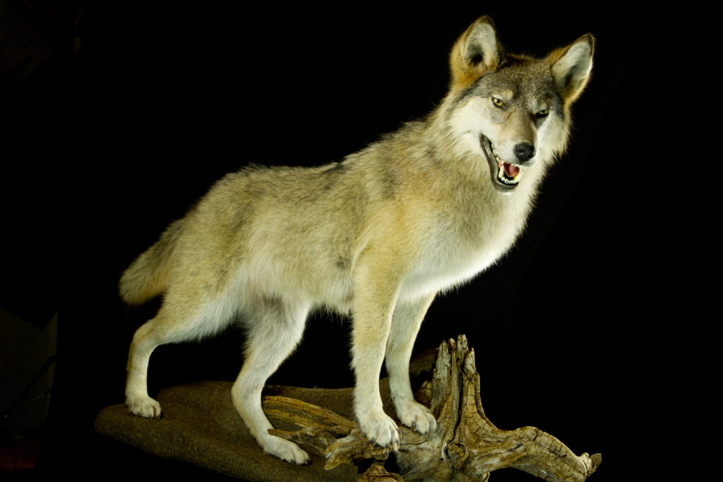 Wolf_Trophy collection of carnivorans in Central Estonia_Toosikannu