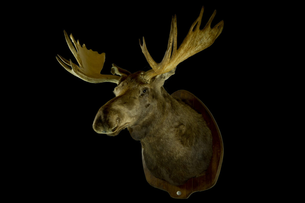 Chukotka moose_Trophy collection of deer in Central Estonia_Toosikannu