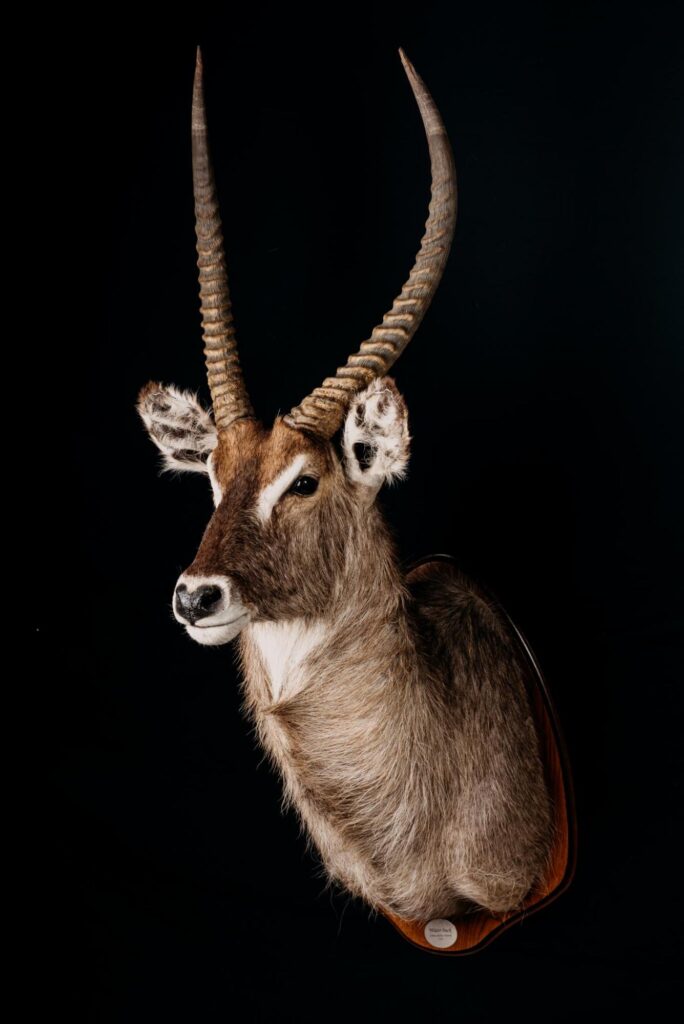 Waterbuck_Trophy collection of antelopes in Central Estonia_Toosikannu