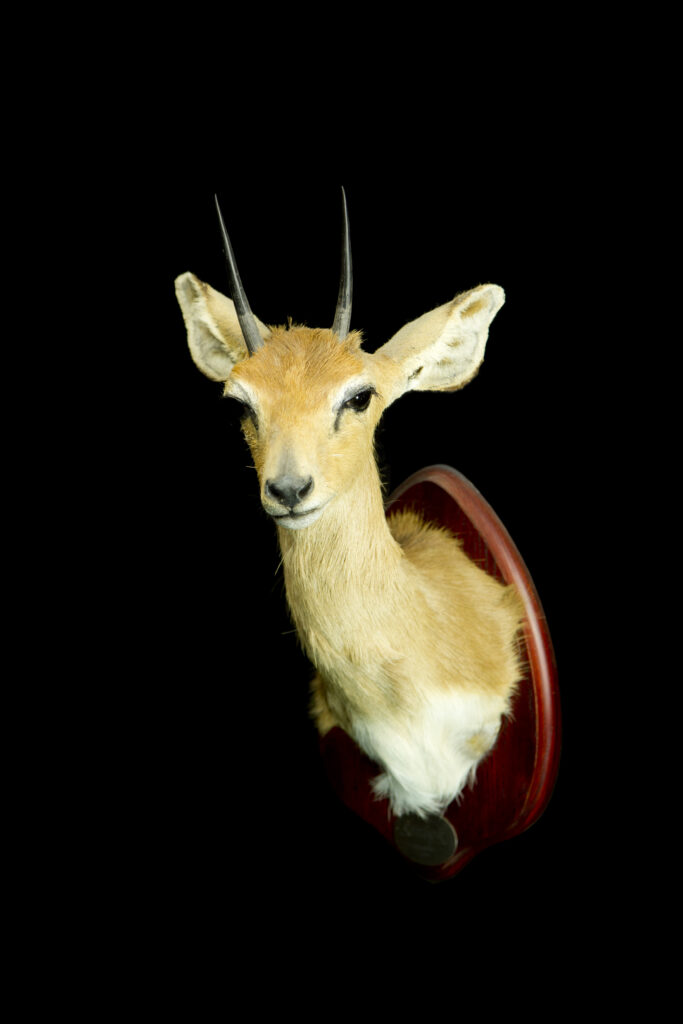 Steenbok_Trophy collection of antelopes in Central Estonia_Toosikannu