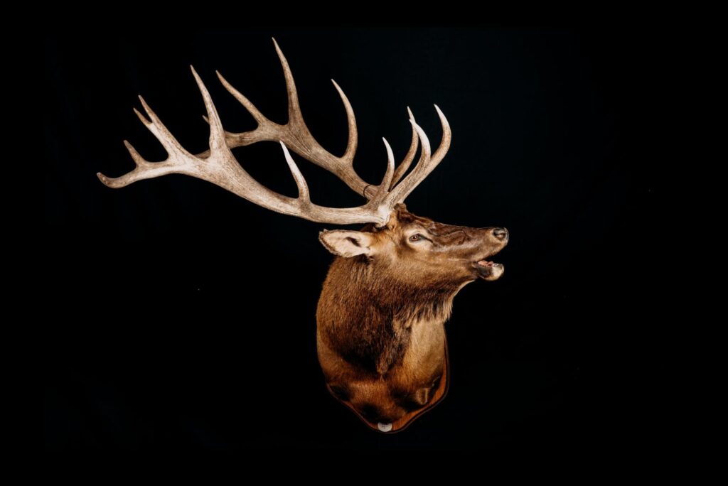 Wapiti_Trophy collection of deer in Central Estonia_Toosikannu