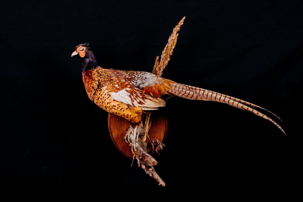 Common pheasant_Trophy collection of birds in Central Estonia_Toosikannu
