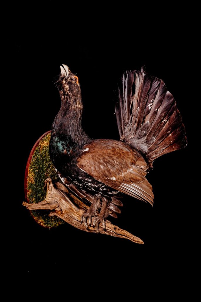Capercaillie_Trophy collection of birds in Central Estonia_Toosikannu