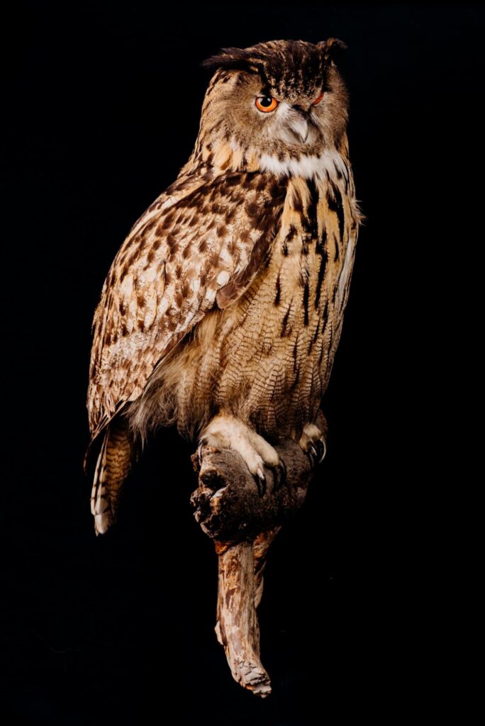 Eagle-owl_Trophy collection of birds in Central Estonia_Toosikannu