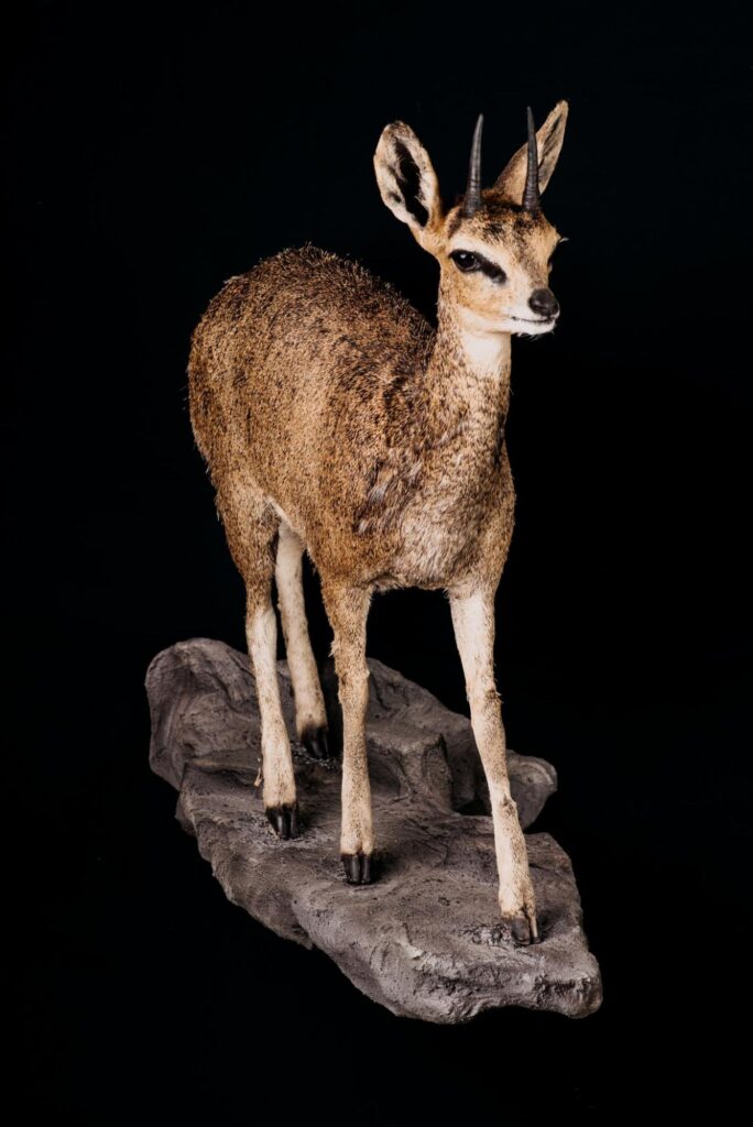 Klipspringer_Trophy collection of antelopes in Central Estonia_Toosikannu