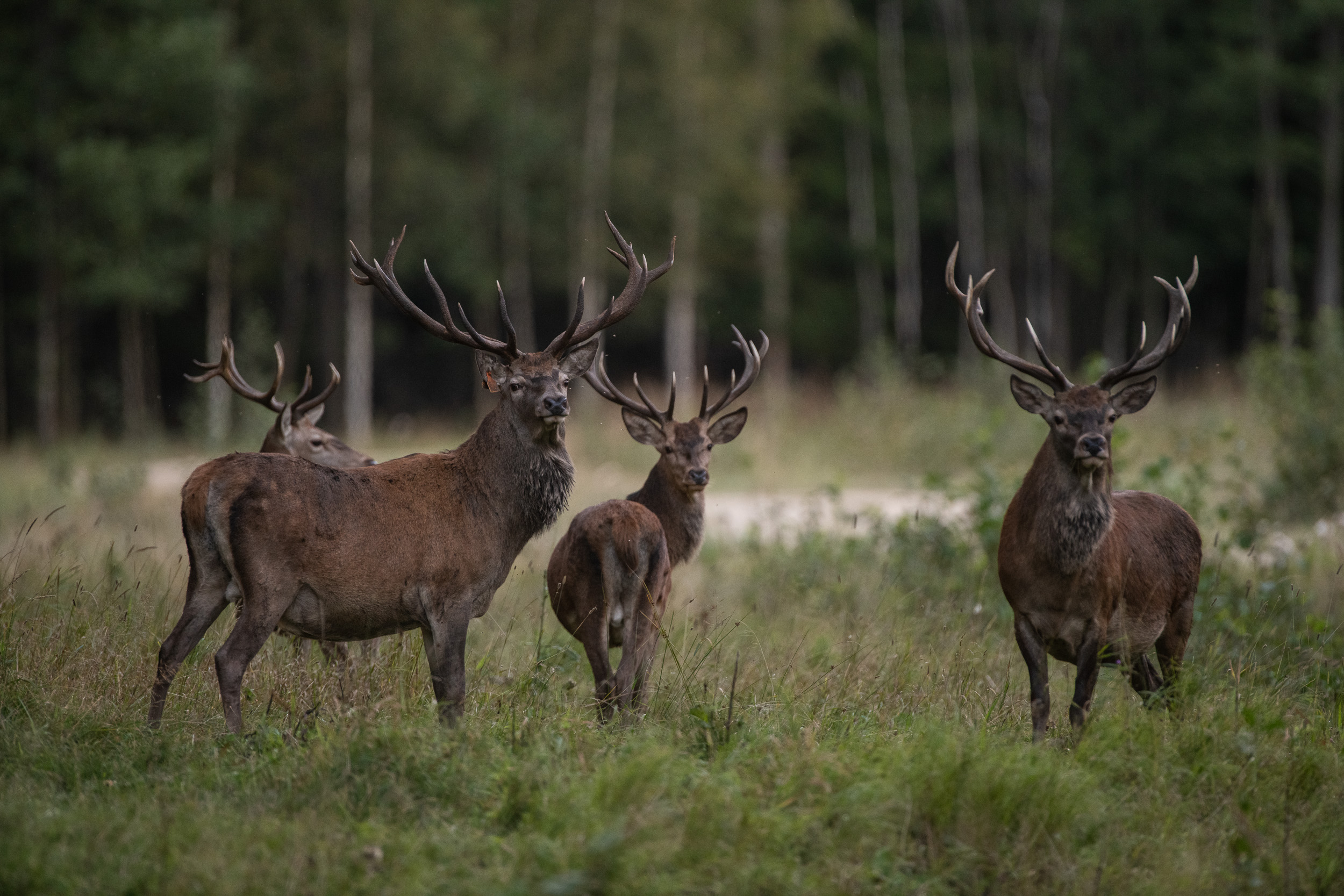 Deer rut in Estonia at Toosikannu!