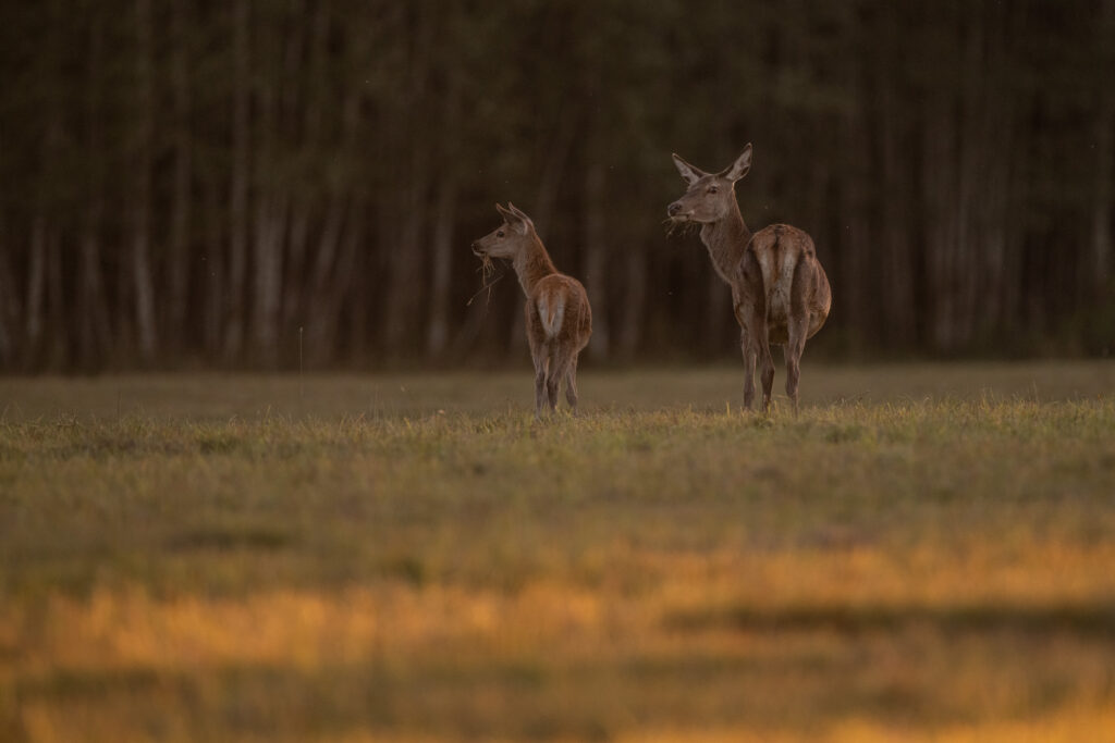 Wildlife park in Estonia full of deer_Toosikannu