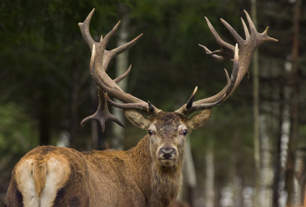 King of deer Hubert in Estonia_Toosikannu