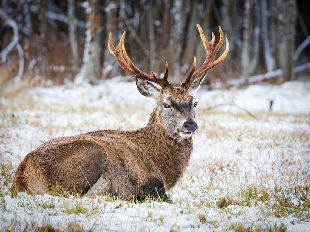 Wildlife park in Estonia full of deer_Toosikannu