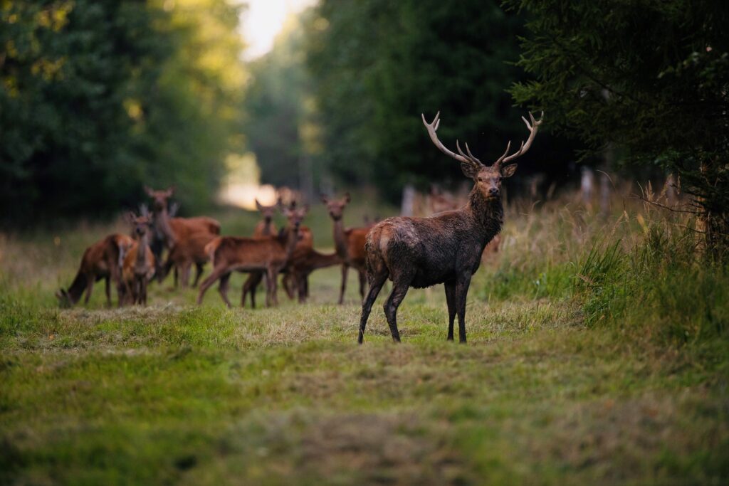 Wildlife watching safari of red deer in Estonia_Toosikannu