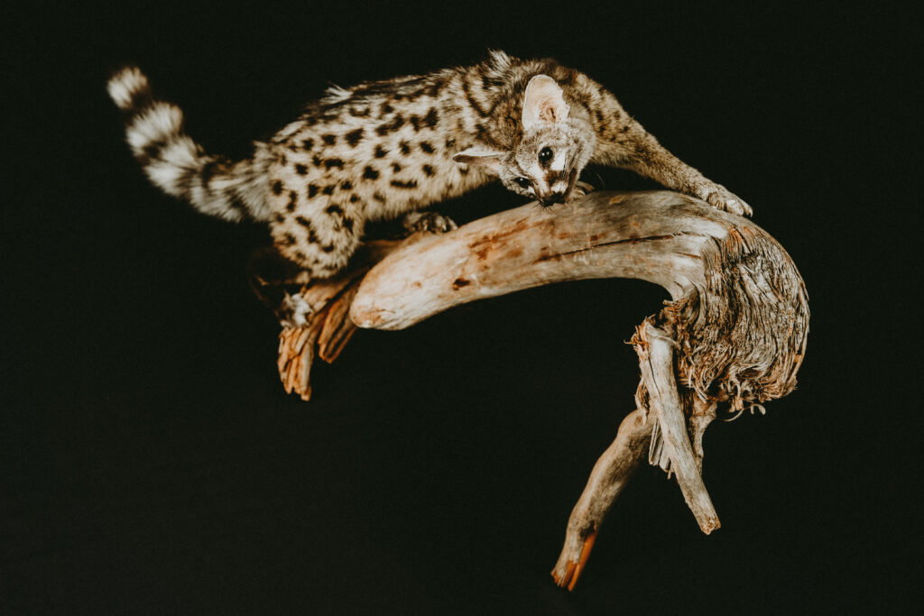 Genet_Trophy collection of carnivorans in Central Estonia_Toosikannu