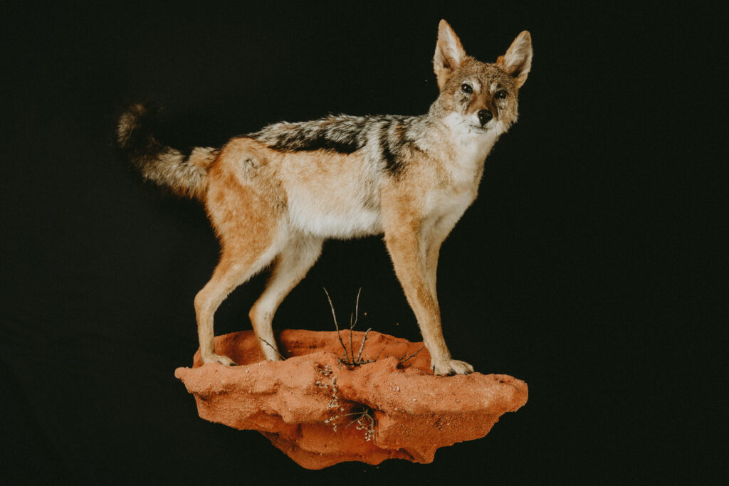 Black-backed jackal_Trophy collection of carnivorans in Central Estonia_Toosikannu