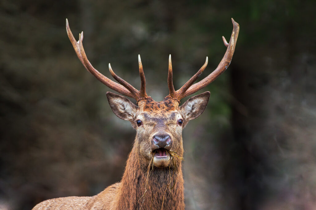 Deer rut in Estonia at Toosikannu!