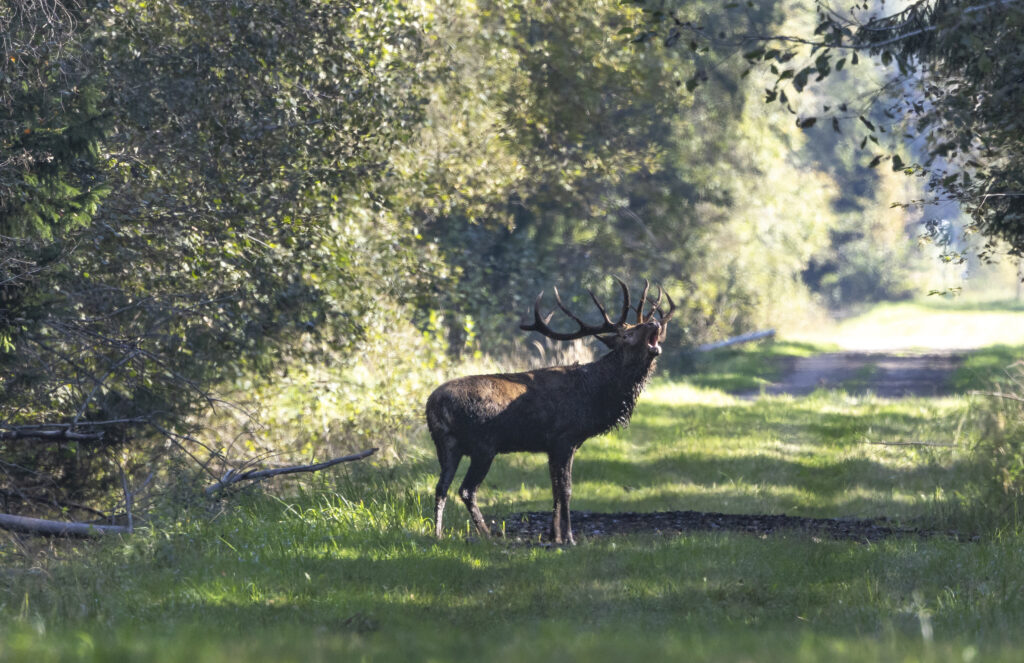 Deer rut Hirvede jooksuaeg Toosikannu