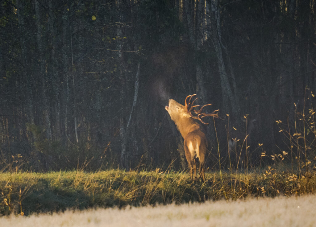 Deer rut watching in Estonia at Toosikannu