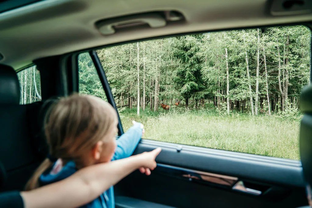 Toosikannu Looduspark loomaavtlus ulukisafari oma autoga