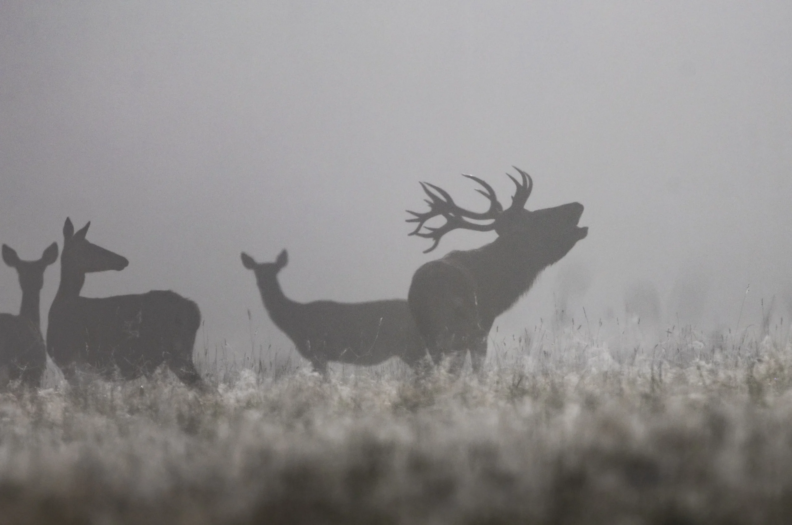 möirapulli hooaeg, möirgav punahirv Toosikannu Looduspargis