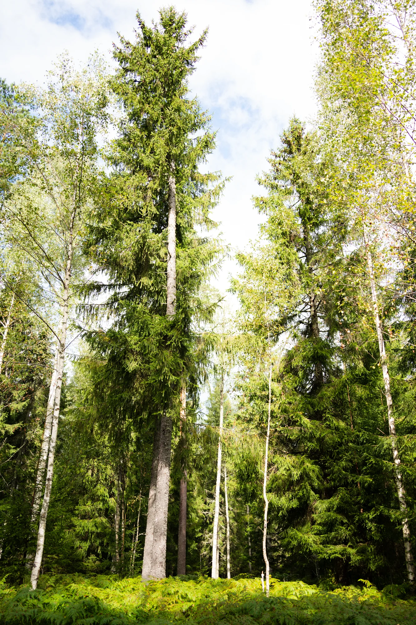Toosikannu metsad