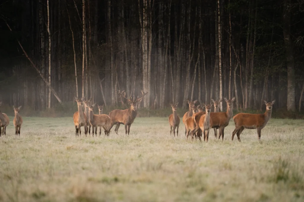 Toosikannu Looduspark punahirved