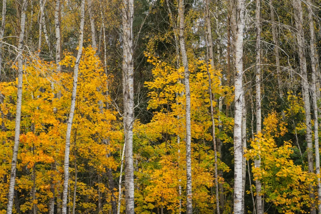 _DSC6282