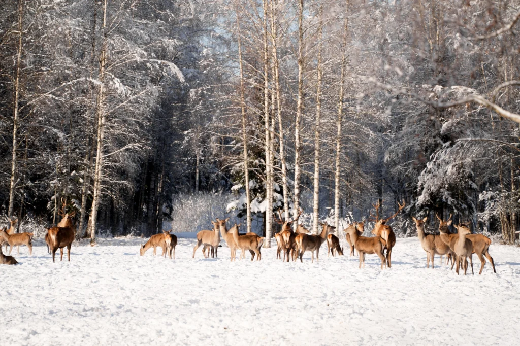 Toosikannu Looduspark