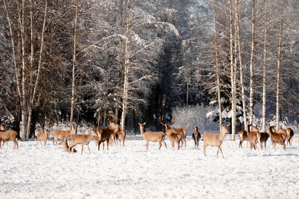 Toosikannu Looduspark jalgsisafari hirvevaatlus talvepuhkus Eestis