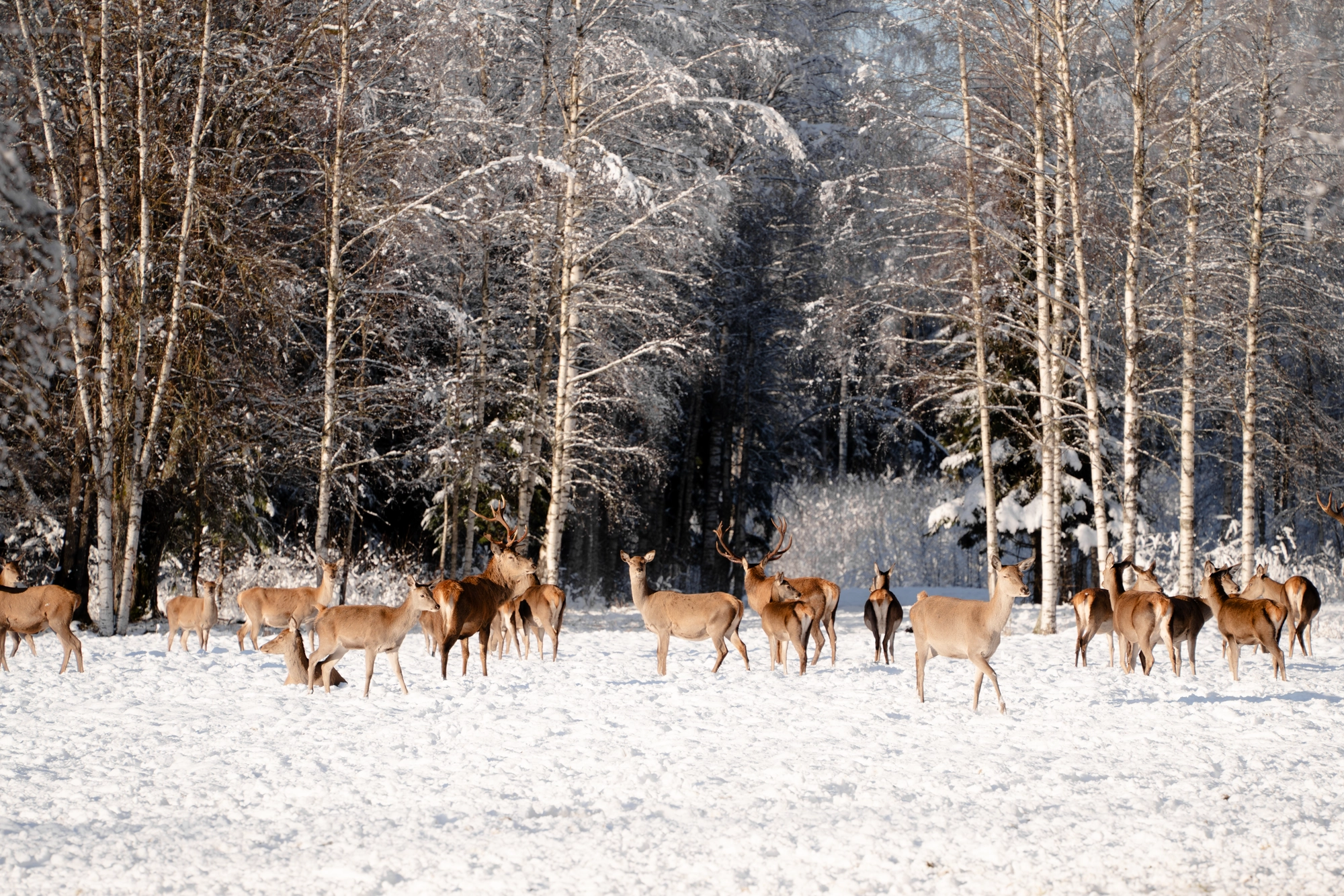 Toosikannu Looduspark hirvaatlus talvepuhkus
