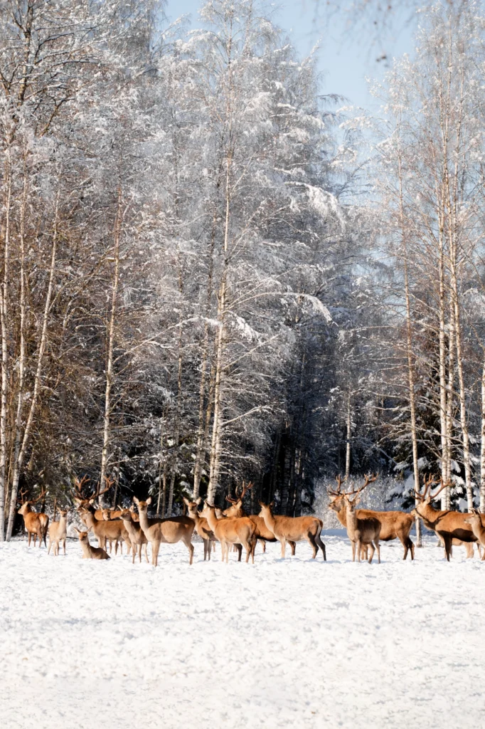 Toosikannu Looduspark hirvaatlus talvepuhkus