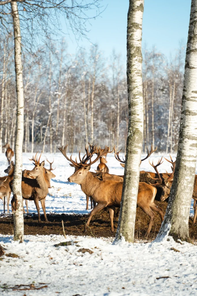 Toosikannu Looduspark hirvaatlus talvepuhkus