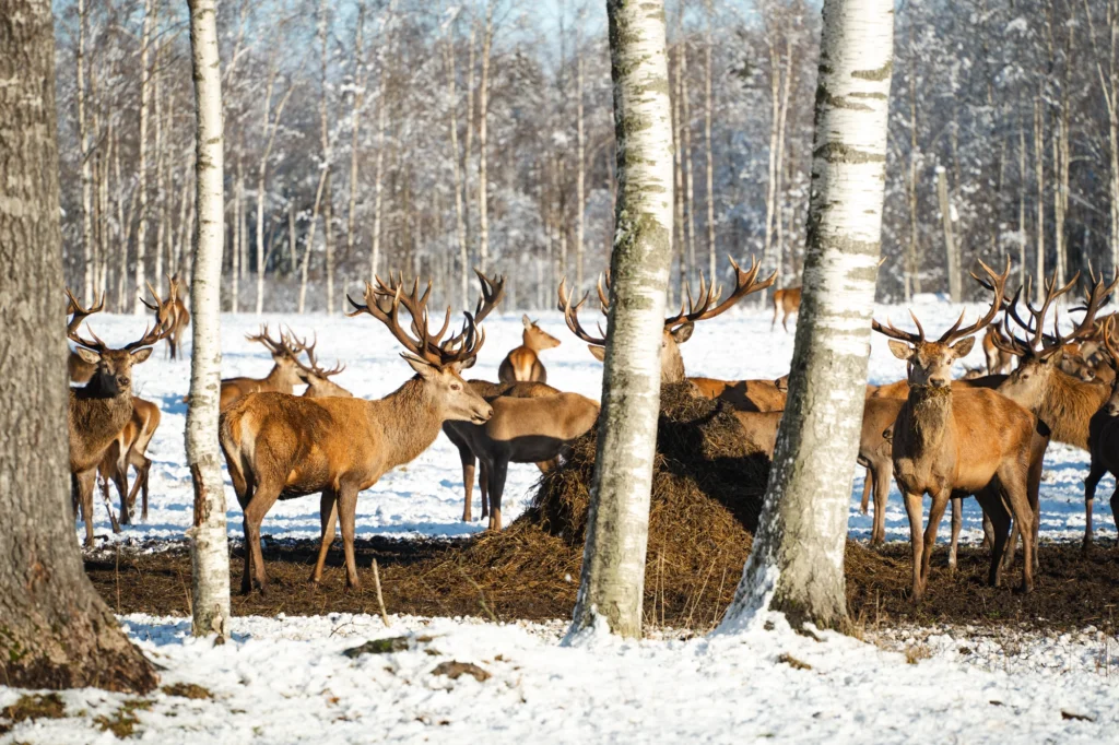 Toosikannu Looduspark hirvaatlus talvepuhkus