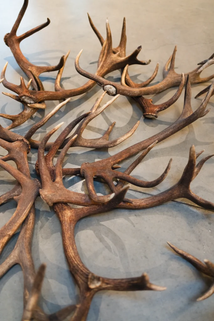 Toosikannu hirvesarve kuusk jõulud