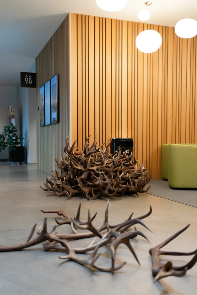 Toosikannu hirvesarve kuusk jõulud